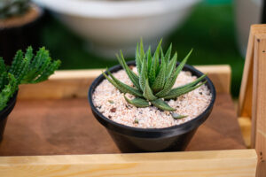 Aloe Vera Best Indoor Plant for Homes