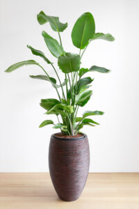 Best Indoor Plants