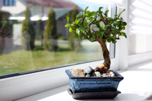 Ficus Bonsai Indoor Plant