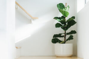 Best Indoor Plant for Home