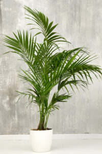 Kentia Palm Best Indoor Plant For Homes