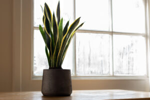 best indoor plant - snake plant