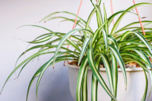 Best Indoor Plant for Home