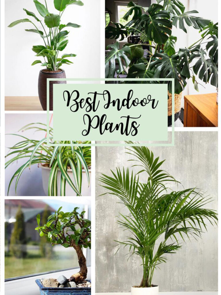 best-indoor-plants-for-home